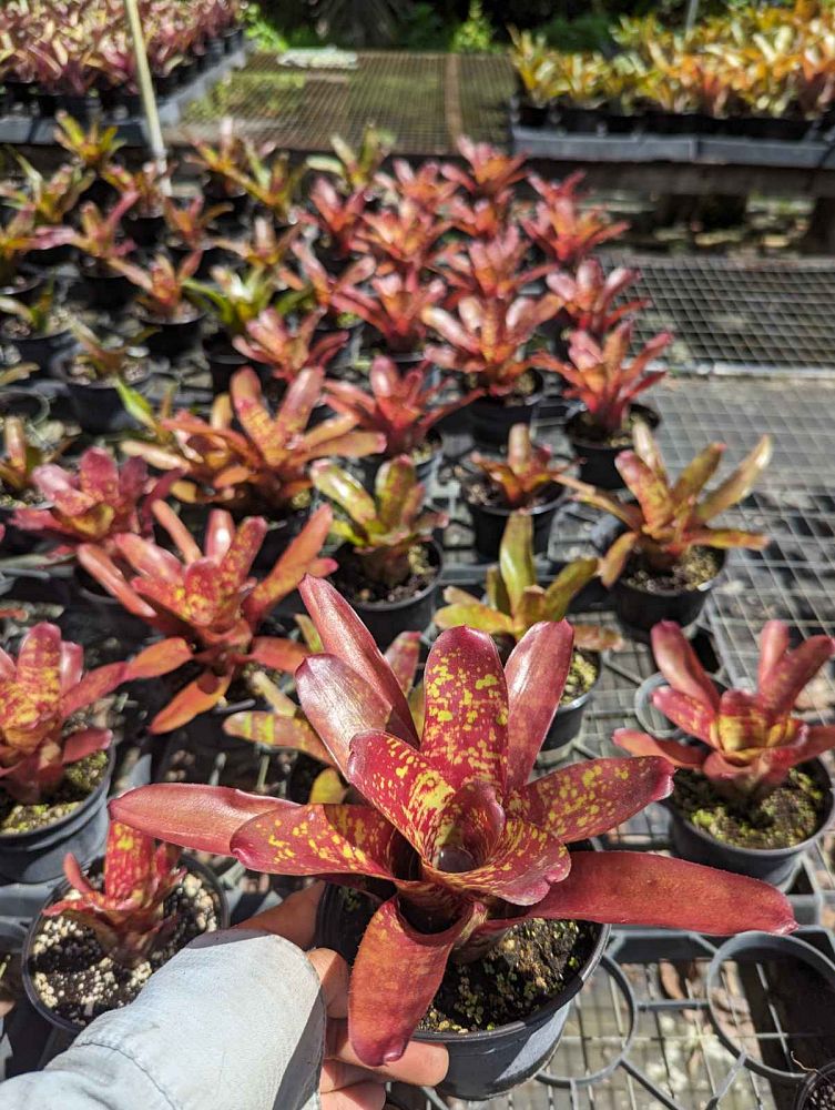 neoregelia-fireball-x-aztek-bromeliad