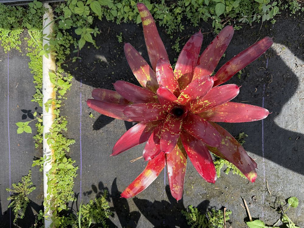 neoregelia-fireball-x-aztek-bromeliad