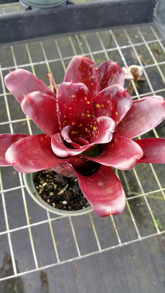 neoregelia-fireball-x-royal-burgundy-bromeliad