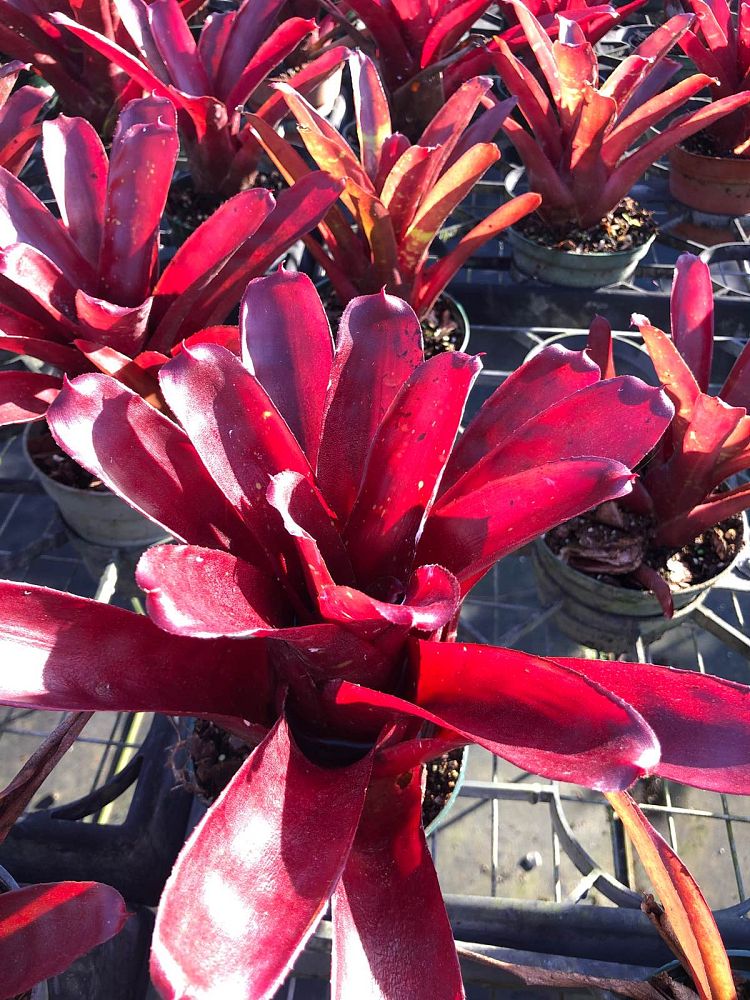 neoregelia-fireball-x-royal-burgundy-bromeliad