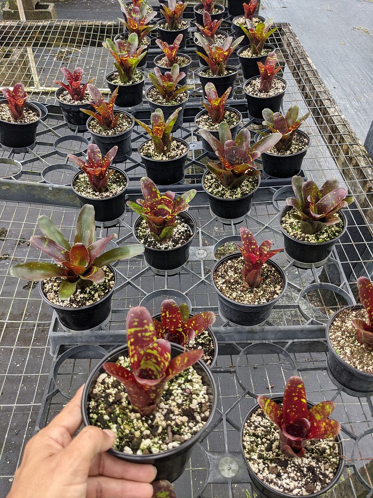 neoregelia-fireball-x-royal-burgundy-bromeliad