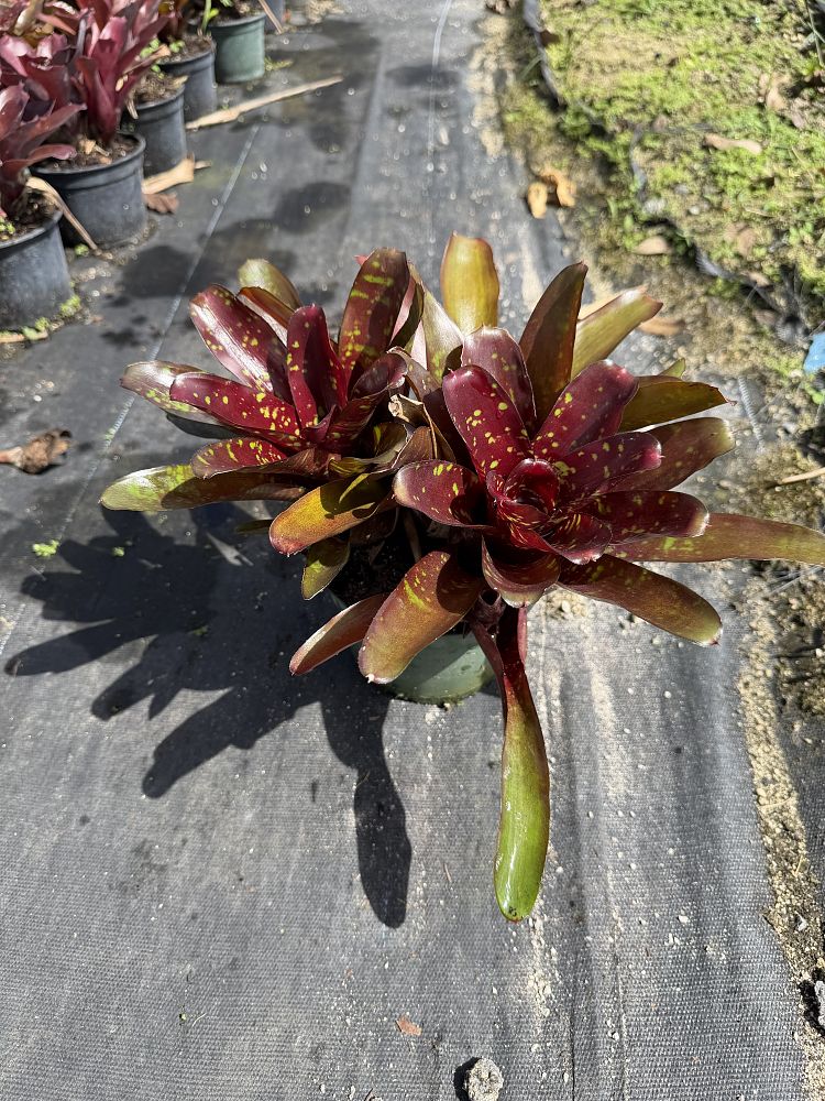 neoregelia-fireball-x-royal-burgundy-bromeliad