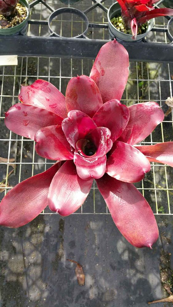 neoregelia-fireball-x-takemura-grande-bromeliad