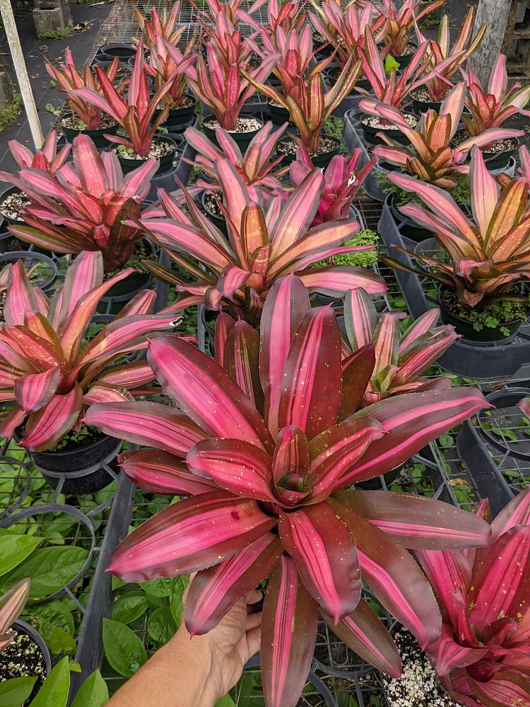 neoregelia-first-prize-bromeliad
