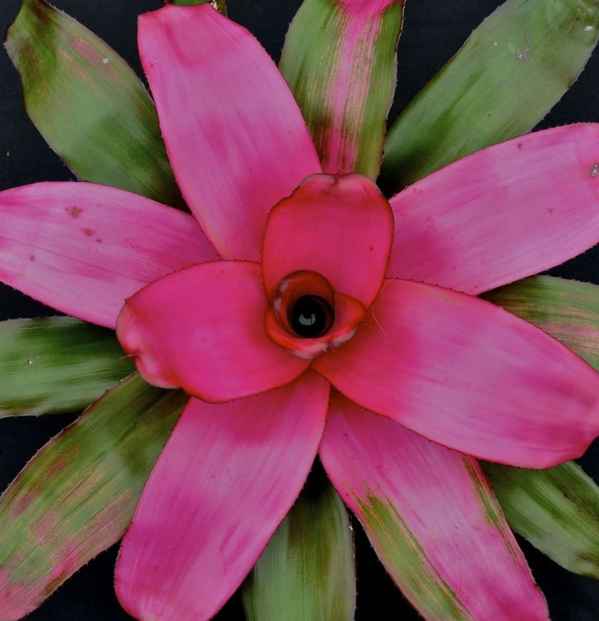neoregelia-flirting-bromeliad