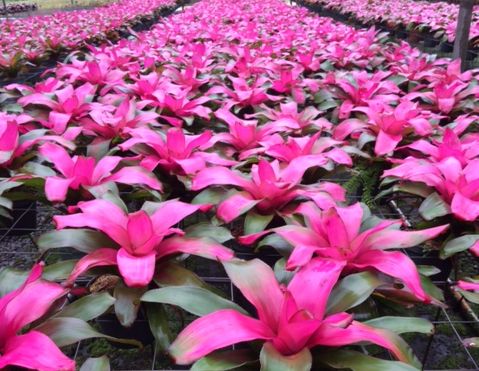 neoregelia-flirting-bromeliad