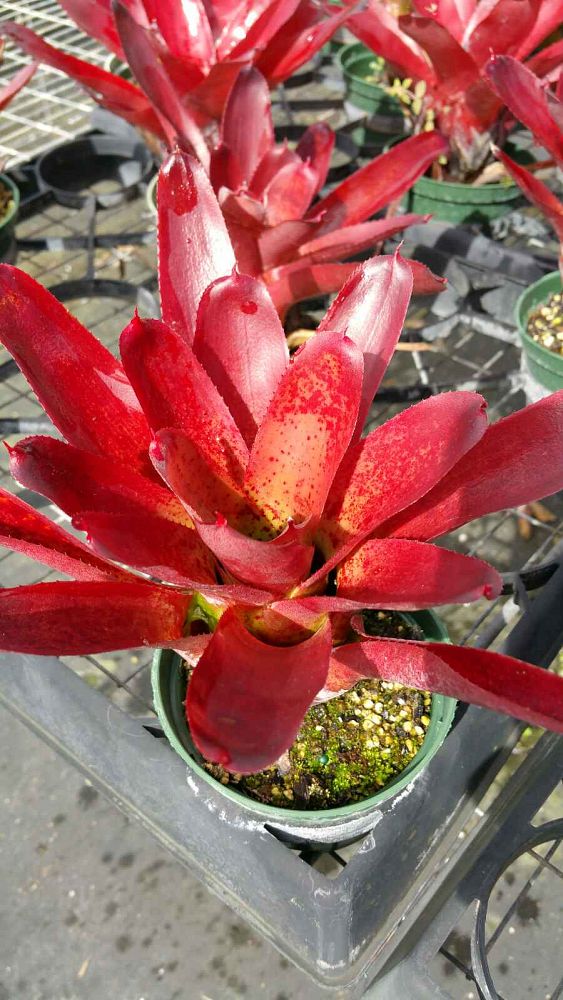 neoregelia-fluminensis-bromeliad