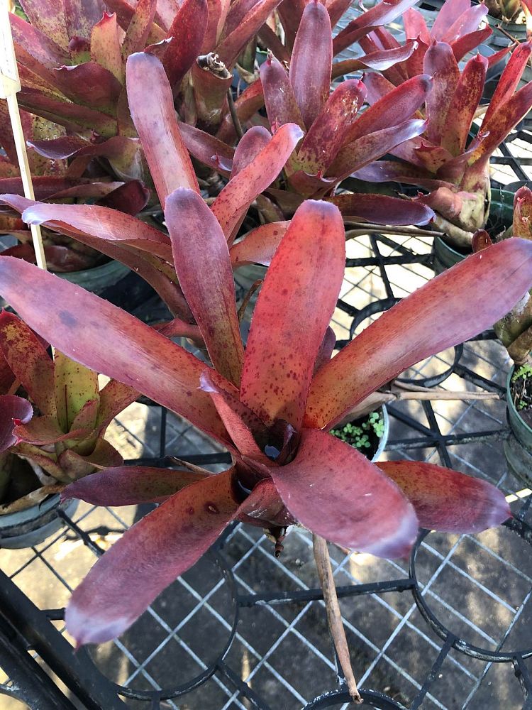 neoregelia-fluminensis-bromeliad