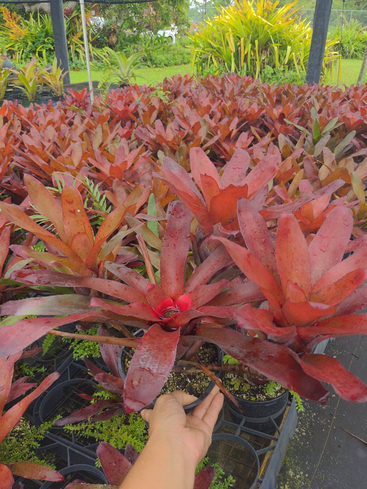 neoregelia-fluminensis-bromeliad