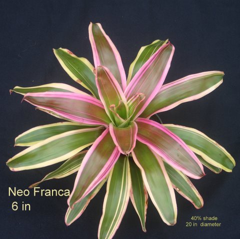 neoregelia-franca-bromeliad