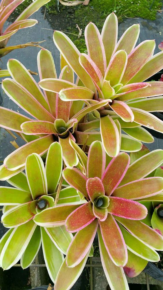 neoregelia-franca-bromeliad