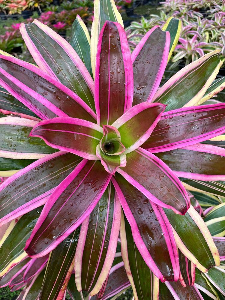 neoregelia-franca-bromeliad