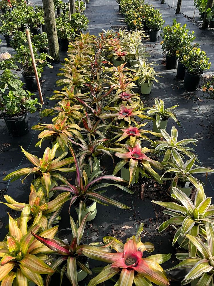 neoregelia-franca-bromeliad