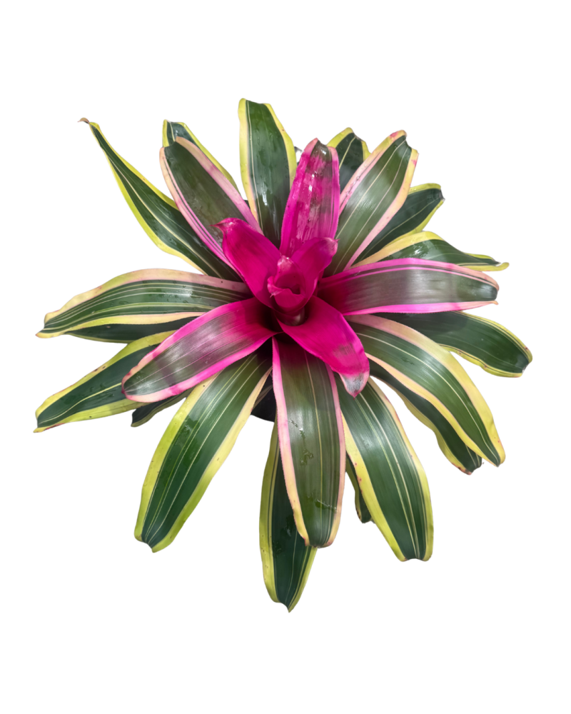 neoregelia-franca-bromeliad