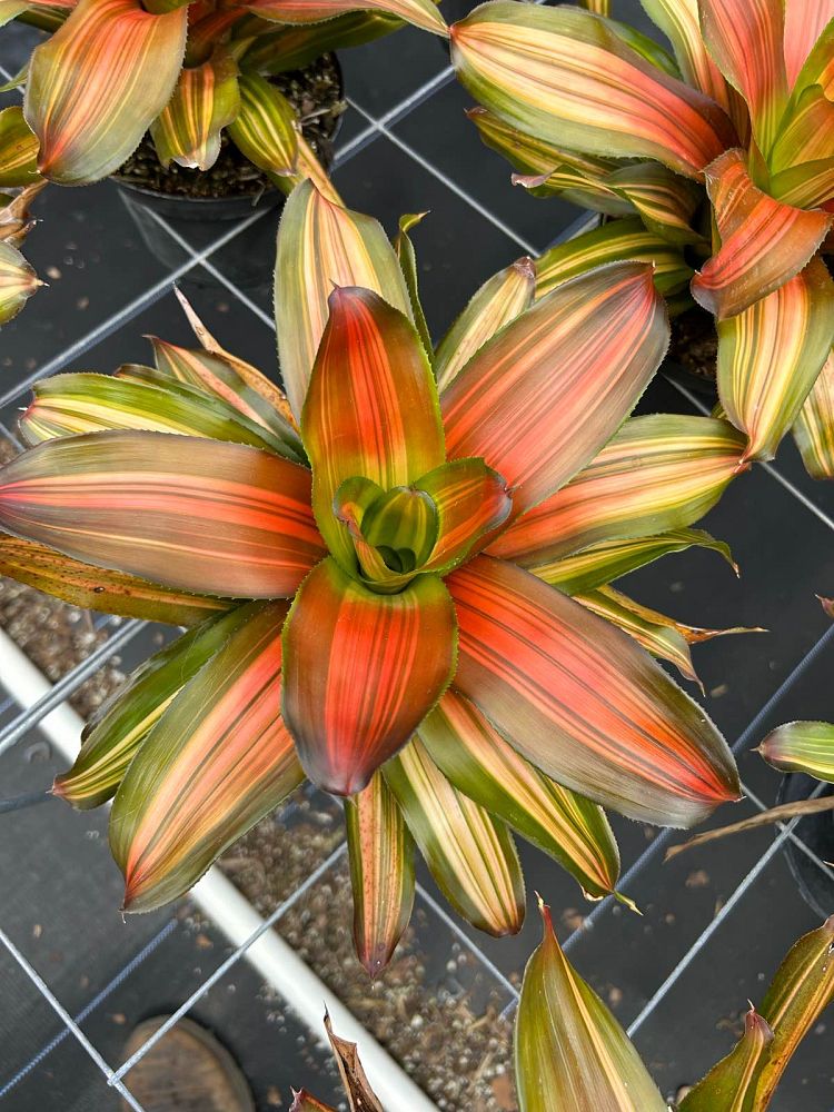 neoregelia-freddy-bromeliad