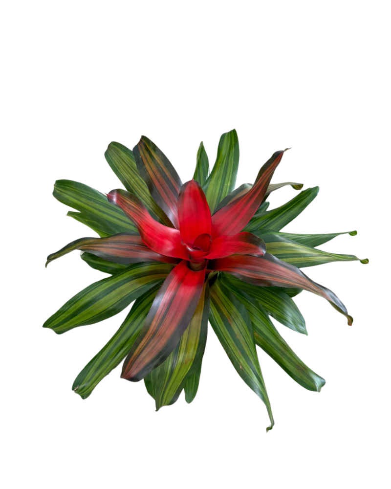 neoregelia-freddy-bromeliad
