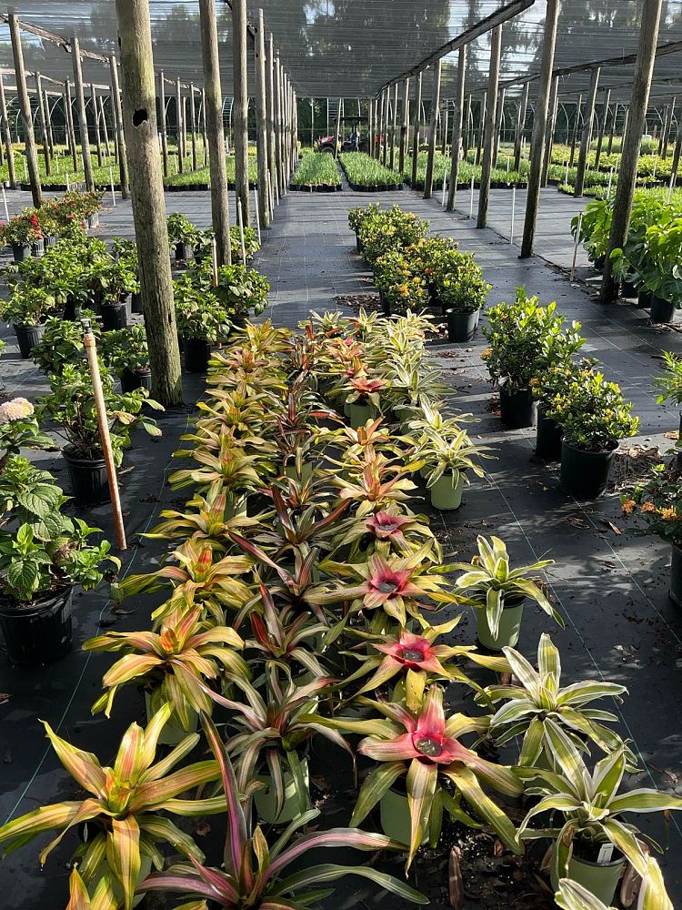 neoregelia-freddy-bromeliad