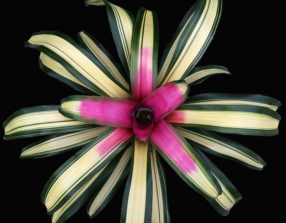 neoregelia-full-moon-bromeliad