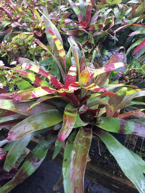 neoregelia-gazpacho-bromeliad