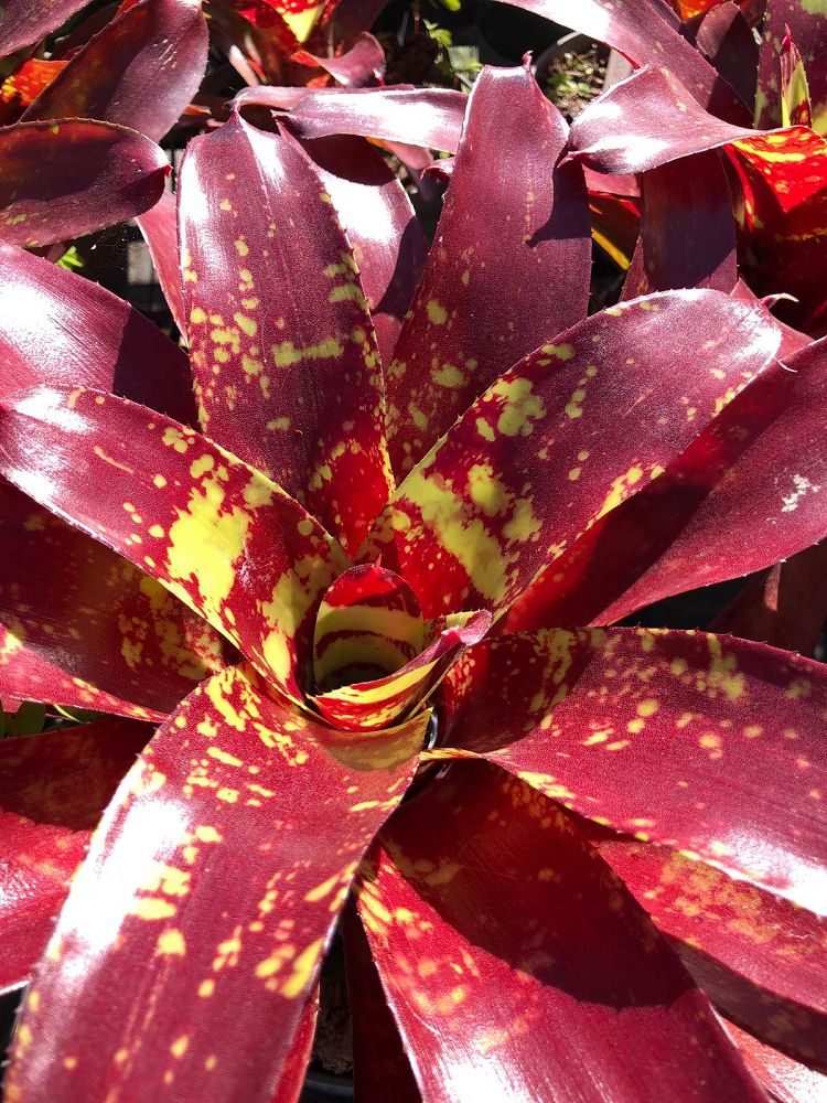 neoregelia-gazpacho-bromeliad