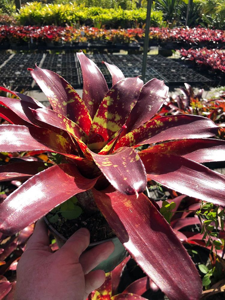 neoregelia-gazpacho-bromeliad