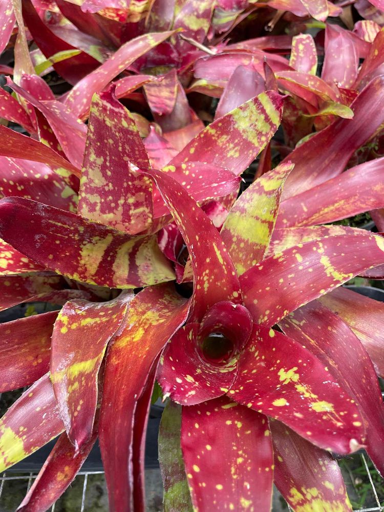 neoregelia-gazpacho-bromeliad