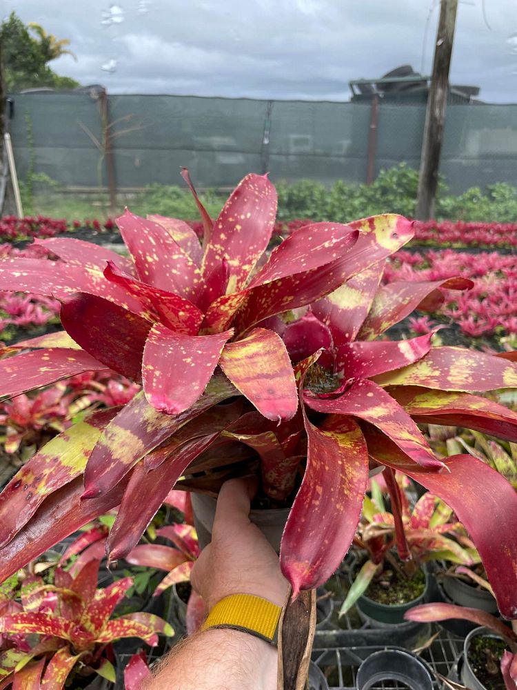 neoregelia-gazpacho-bromeliad