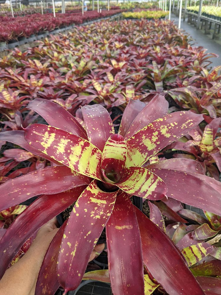 neoregelia-gazpacho-bromeliad