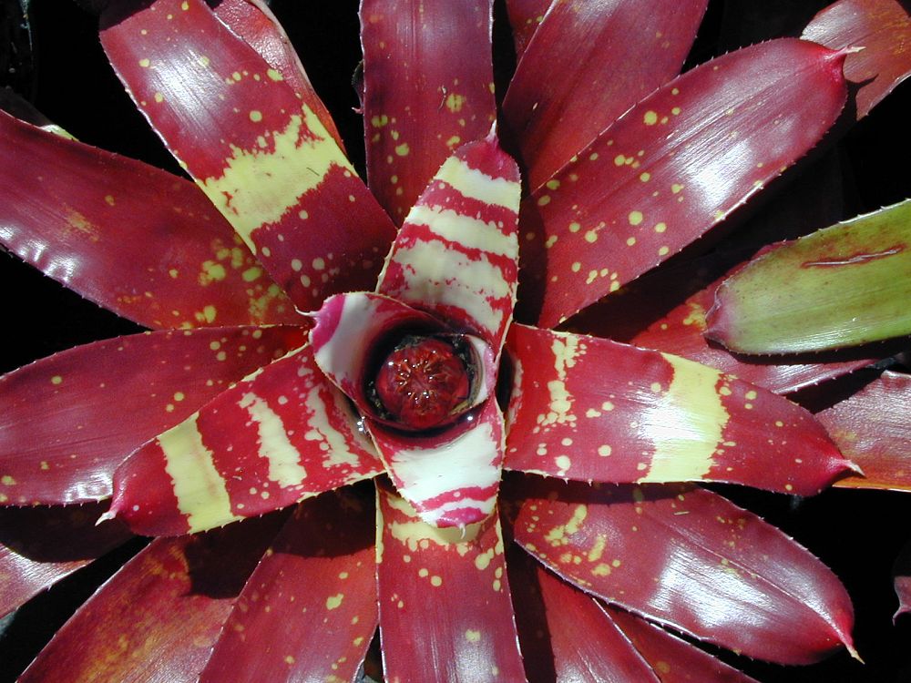 neoregelia-gespacho-bromeliad