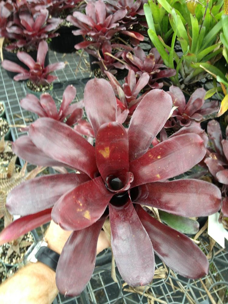 neoregelia-giant-fireball-bromeliad