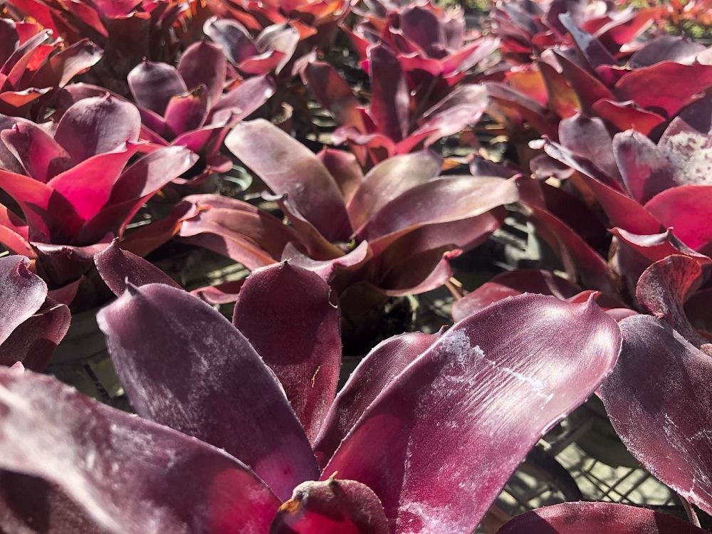 neoregelia-giant-fireball-bromeliad