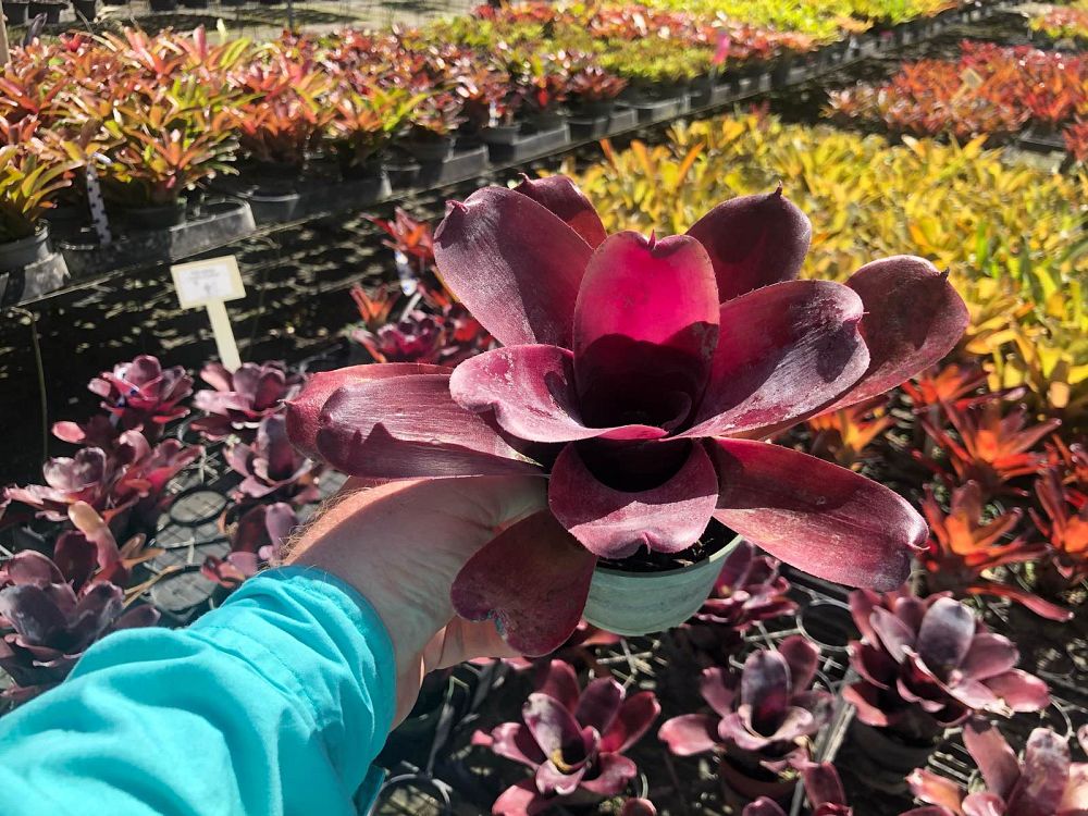 neoregelia-giant-fireball-bromeliad