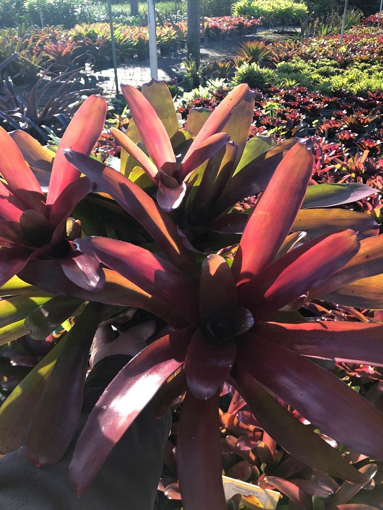 neoregelia-giant-fireball-bromeliad
