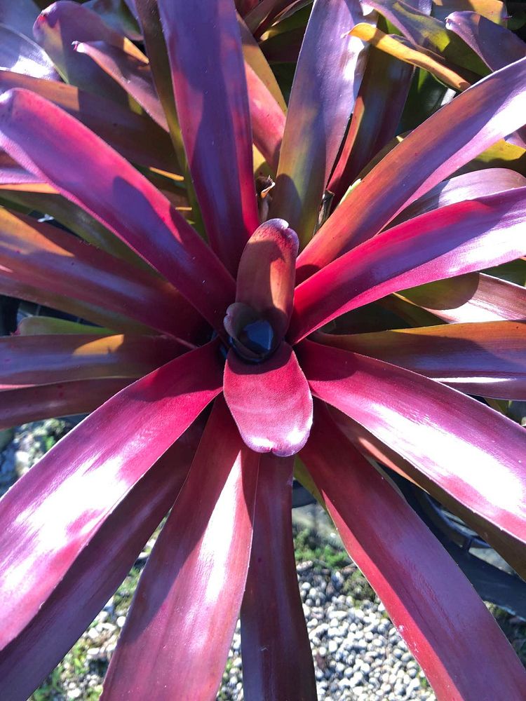 neoregelia-giant-fireball-bromeliad