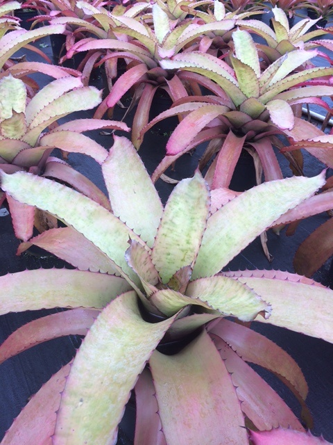 neoregelia-gigas-bromeliad