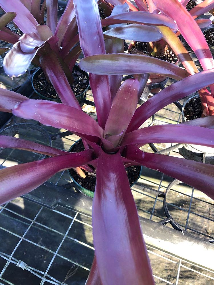 neoregelia-granada-bromeliad