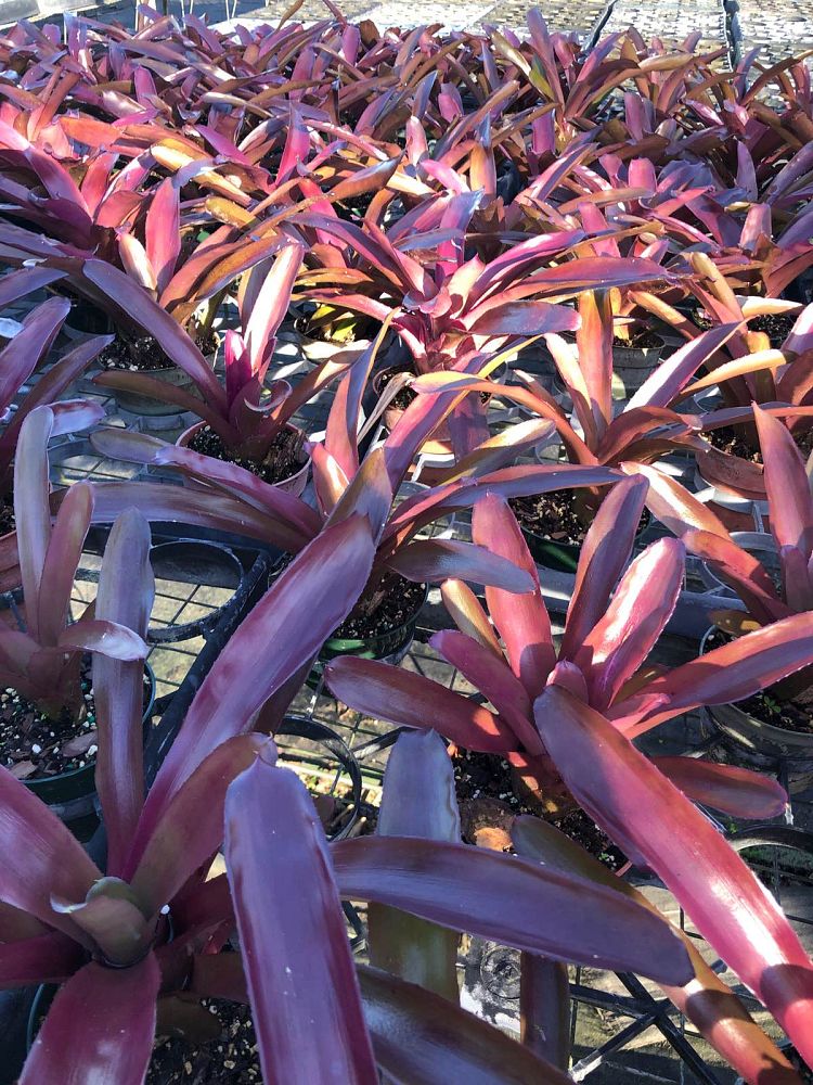 neoregelia-granada-bromeliad