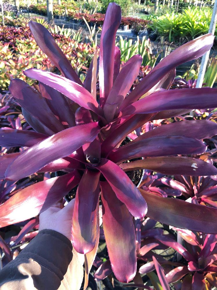 neoregelia-granada-bromeliad