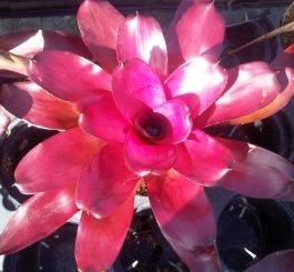 neoregelia-grapevine-bromeliad