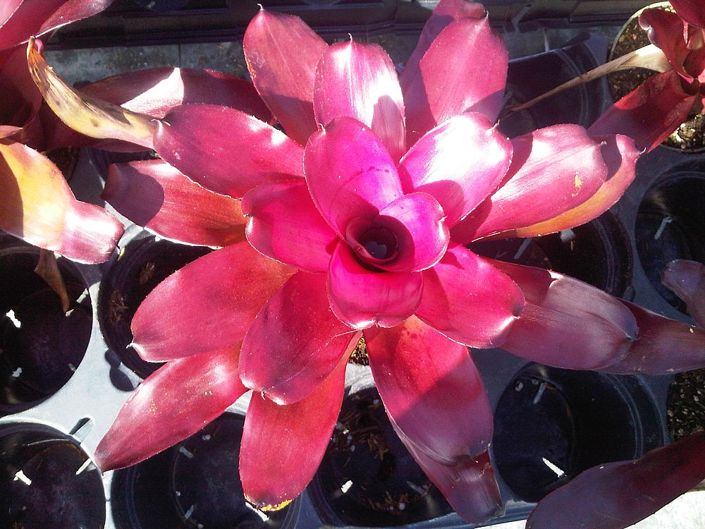 neoregelia-grapevine-bromeliad
