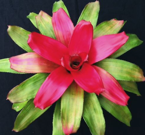 neoregelia-green-apples-bromeliad