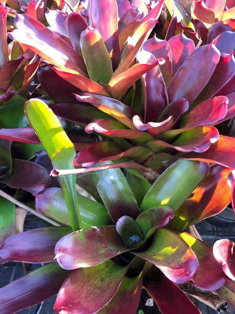neoregelia-green-apples-bromeliad