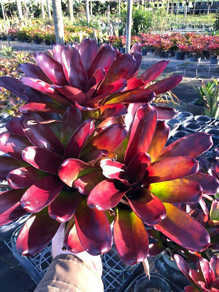 neoregelia-green-apples-bromeliad