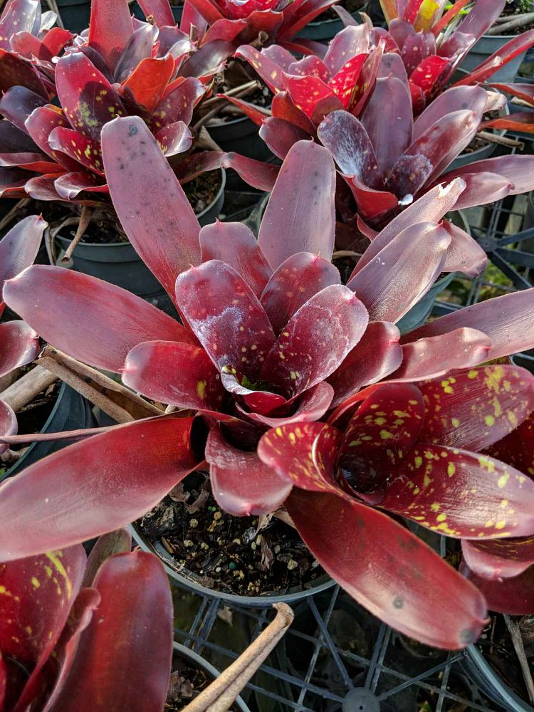 neoregelia-green-eyes-bromeliad