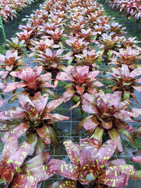 neoregelia-green-eyes-bromeliad