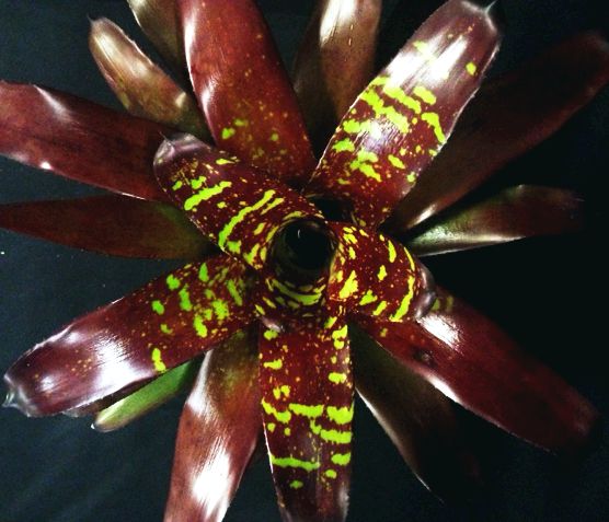 neoregelia-green-eyes-bromeliad