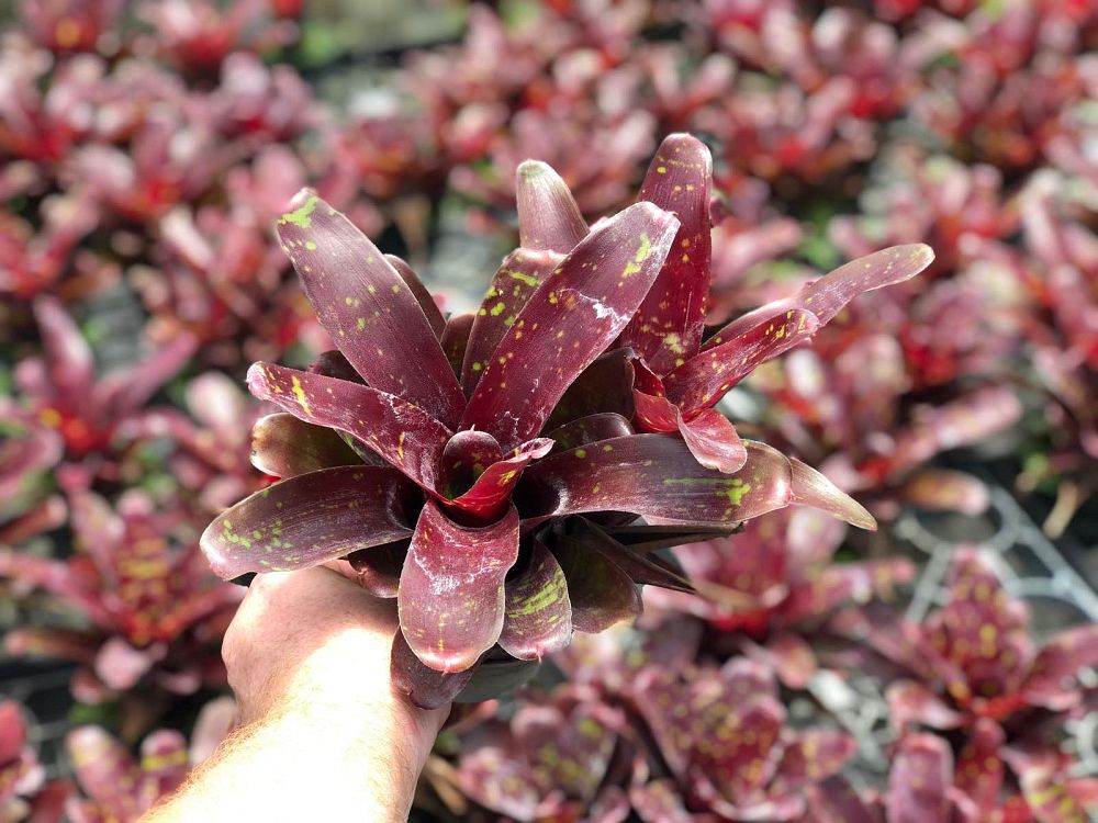 neoregelia-green-eyes-bromeliad