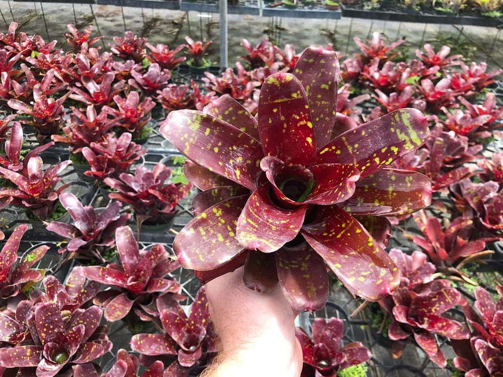 neoregelia-green-eyes-bromeliad