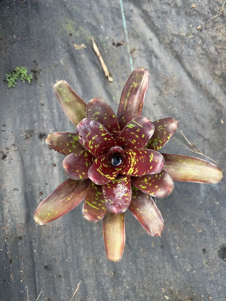neoregelia-green-eyes-bromeliad