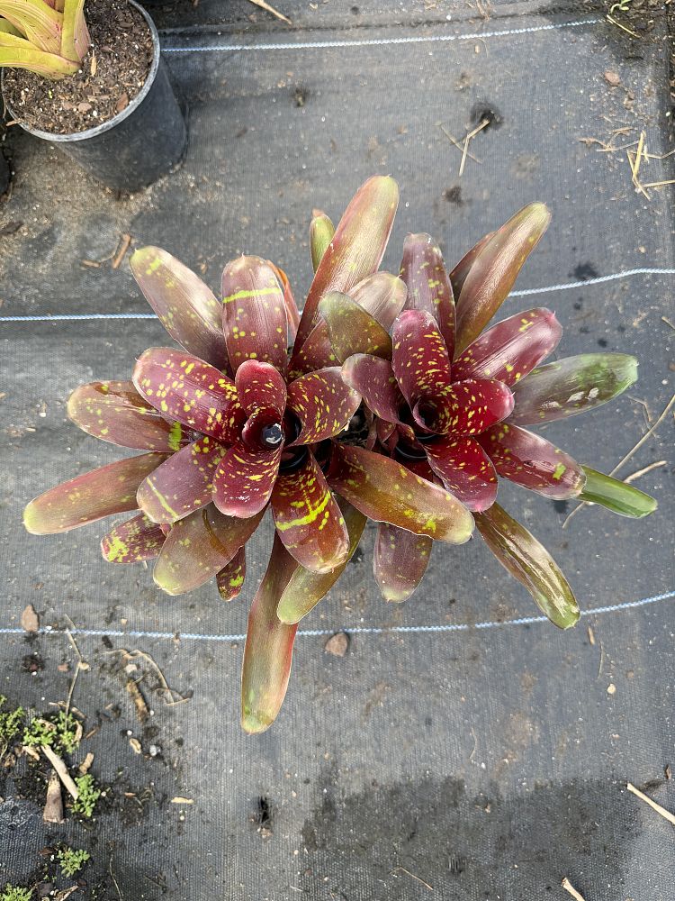 neoregelia-green-eyes-bromeliad